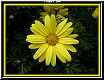 Fiore.jpg