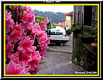 Fiore3.jpg