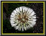 Fiore4.jpg