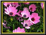 Fiore5.jpg