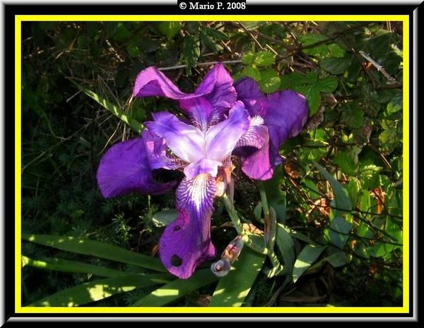 Fiore.jpg