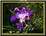 Fiore.jpg