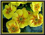 Fiore.jpg