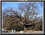 La GRANDE Quercia.jpg