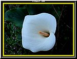 Fiore1.jpg