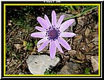 Fiore2.jpg