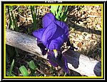 Fiore4.jpg