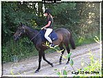 Cavallo1.jpg