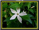 Fiore.jpg