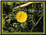 Fiore4.jpg