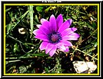 Fiore5.jpg