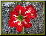 Fiore2.jpg