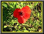 Fiore.jpg