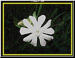 Fiore1.jpg