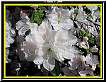 Fiore6.jpg