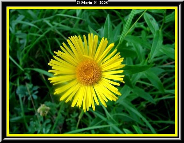 Fiore2.jpg