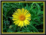Fiore2.jpg