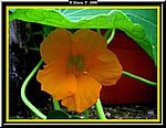 Fiore4.jpg