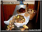 Funghi.jpg
