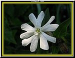 Fiore1.jpg