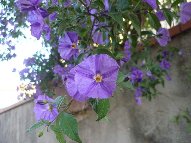 P.Del Quercione 020.JPG
