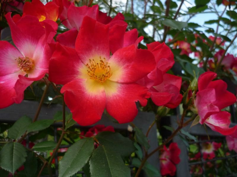 P.Del Quercione 054.JPG