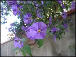 P.Del Quercione 020.JPG
