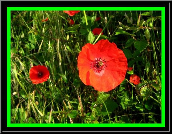 Fiori sul percorso.jpg