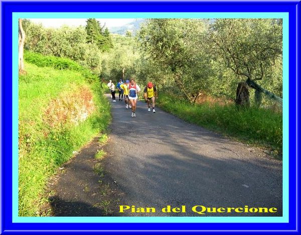 Salendo tra Ulivi.jpg