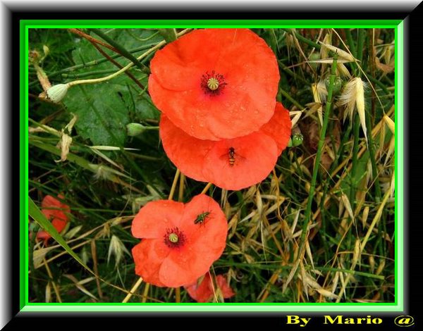 Papaveri  !!.jpg