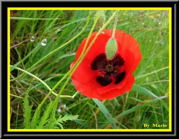 Papavero.jpg