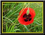 Papavero.jpg