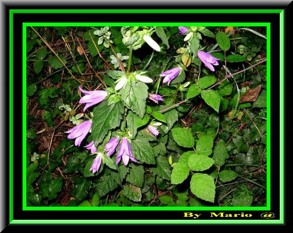 Fiori sul percorso.jpg