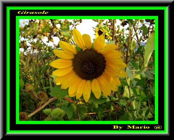 Girasole.jpg