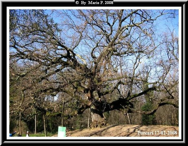 !l Quercione.jpg