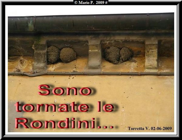 Rondini.jpg