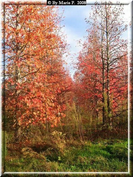Autunno  i colori.jpg