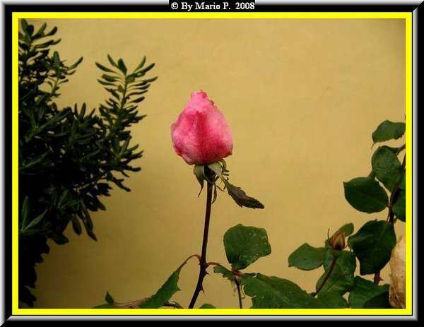 Rosa di Dicembre.jpg