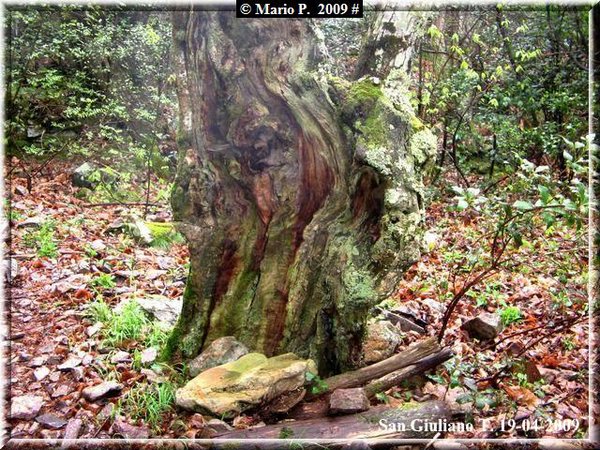 Scultura Naturale.jpg