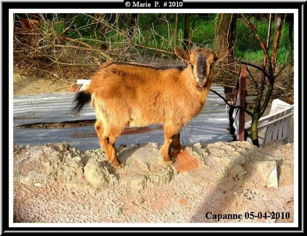 Capra.jpg