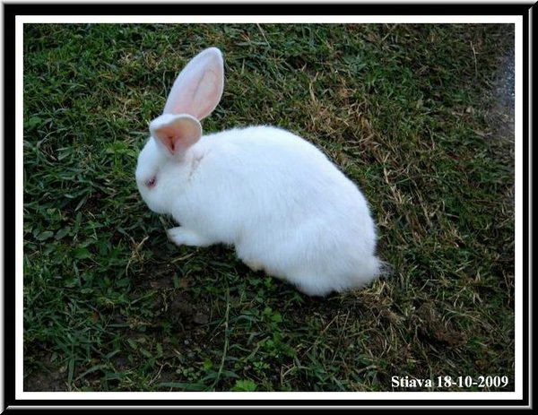 Coniglietto.jpg