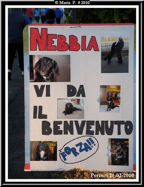 Il cane.jpg