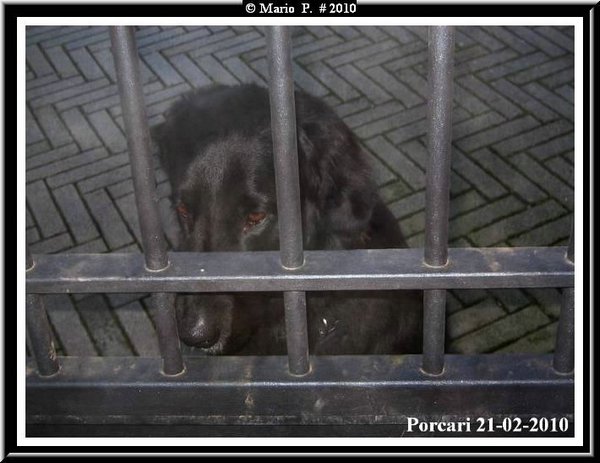 Nebbia   triste  !!.jpg