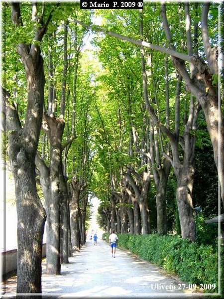 Viale2.jpg