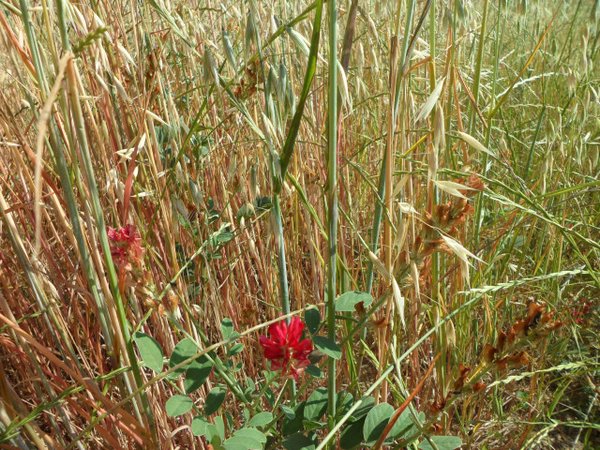 TORRETTA VECCHIA029_.JPG