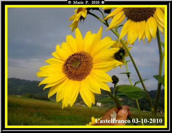 Girasole1.jpg