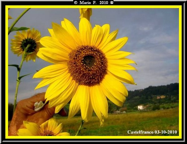 Girasole3.jpg