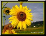 Girasole3.jpg