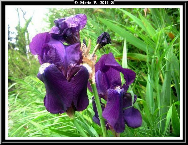 Iris1.jpg