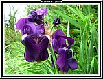 Iris1.jpg